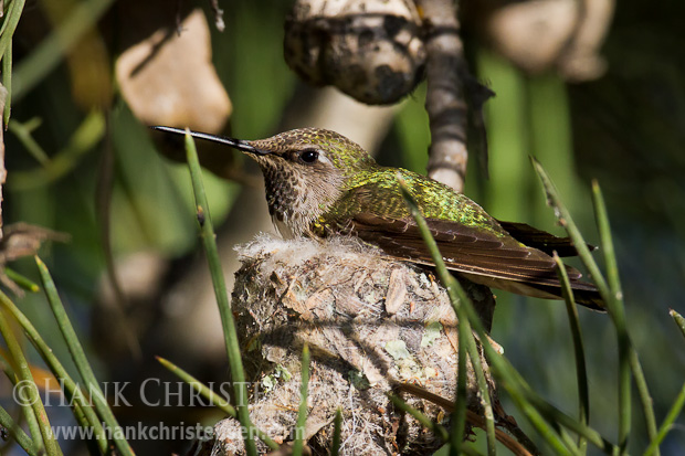 An anna's hummingbird sits on top of its nest, incubating young chicks