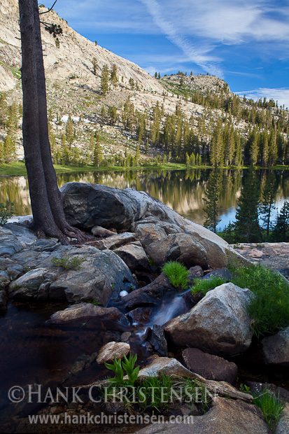 Trees and vegetation grow amid Sierra granite, Ten Lakes, Yosemite National Park