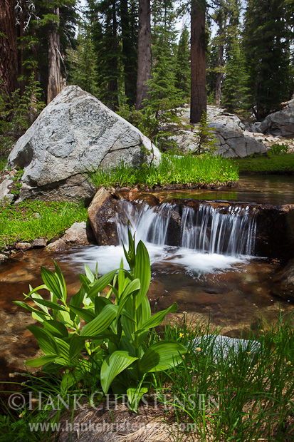 A stream cascades through a forest in the Ten Lakes region of Yosemite National Park