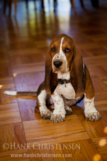 A basset hound puppy sits on a hard wood floor