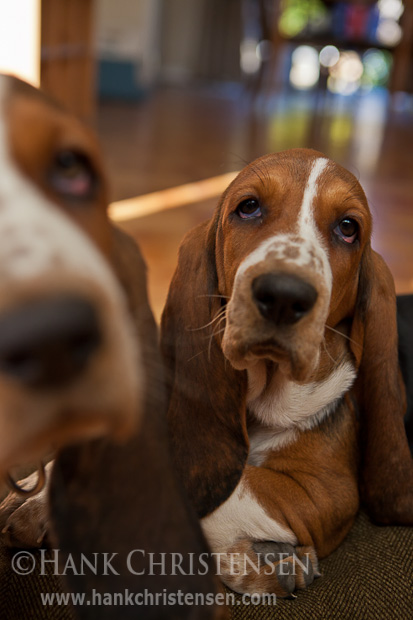 A basset hound puppy looks at the camera while her sibling noses at the lens