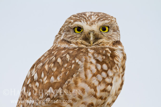 A burrowing owl portrait is captured against a white sky background