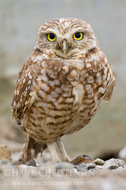 A burrowing owl stands on rocky ground, looking at the camera