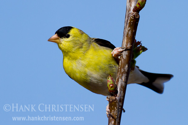 An american goldfinch clings to the narrow branch of a cherry tree