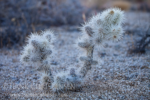 Cholla cactus thrives in the high desert of the Alabama Hills