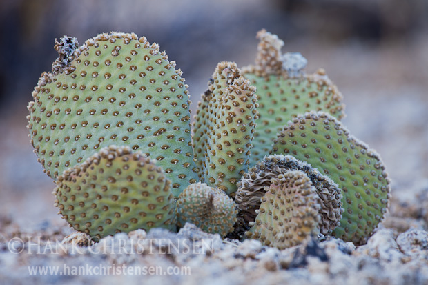 A modest beavertail cactus grows in the Alabama Hills