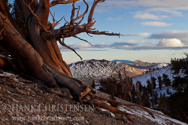 The setting sun casts a red glow in an ancient bristlecone pine, Ancient Bristlecone Pine Forest