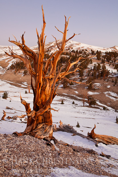 A twisted bristlecone pine glows orange in the intense rising sun, Ancient Bristlecone Pine Forest