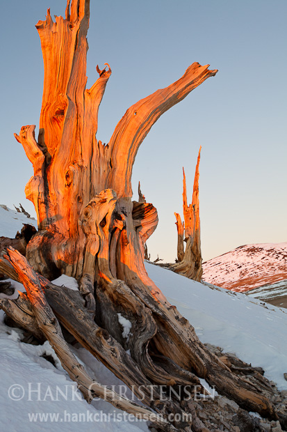 A bristlecone stump clings to the side of a snowy slope, where it has sat for thousands of years