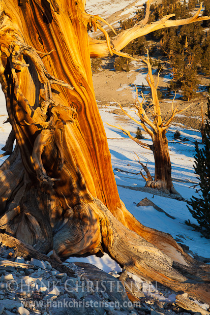 A twisted bristlecone pine reflects the warm glow of the rising sun, Ancient Bristlecone Pine Forest