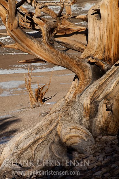 A gnarled bristlecone pine grows out of a rocky slope high in the White Mountains