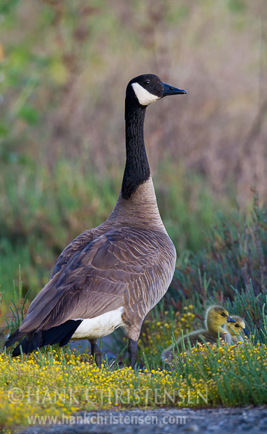 A canada goose escorts its chicks to a small pond for a swimming lesson