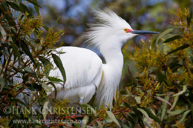 A snowy egret grows long bushy feathers and has a bright red skin around the base of the beak in breeding season