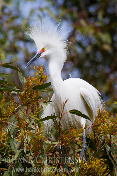 A snowy egret grows long bushy feathers and has a bright red skin around the base of the beak in breeding season