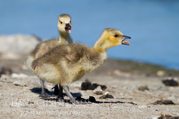 Two canada goose chicks forage at the edge of a small pond