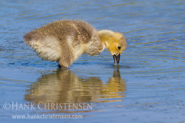 A gosling stands in shallow water eating