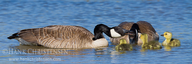 A canada goose delivers a lesson to its young chicks