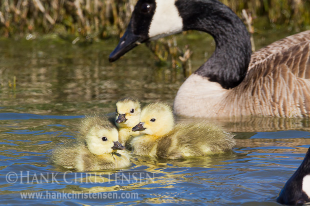 A canada goose keeps a careful eye on its young