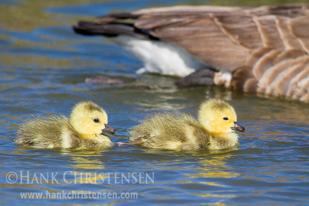 Two canada goose siblings swim together in a pond