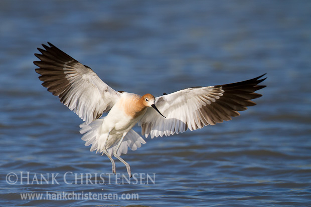 An american avocet spreads its wings to come in for a landing