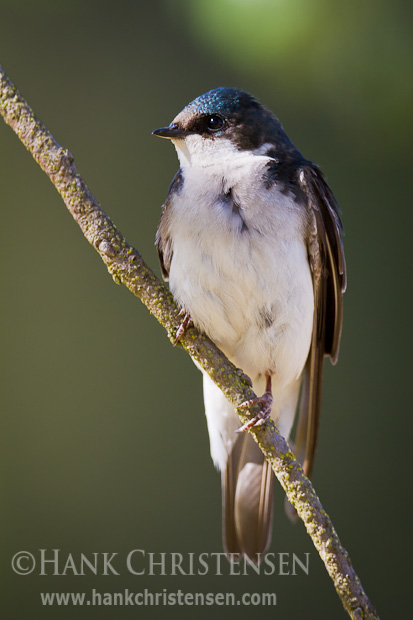 A tree swallow perches on a narrow branch in the sun