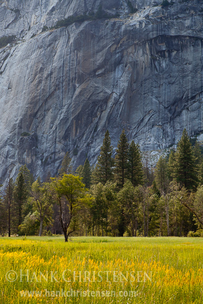 A California black oak stands in a field of wild flowers. In the background an immense granite wall rises from Yosemite Valley.