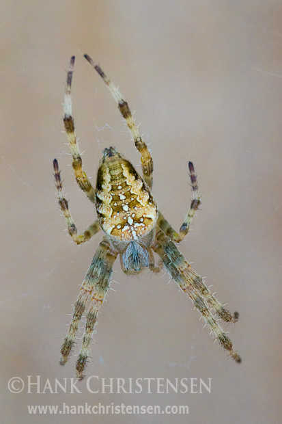 A yellow garden spider waits patiently on its web for prey to get caught