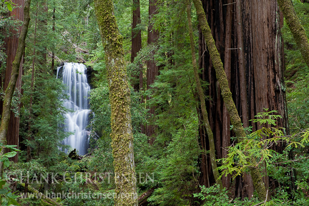 Berry Creek Falls can be seen through the lush redwood forest, Big Basin Redwoods State Park