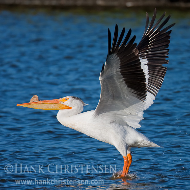 A white pelican spreads its wings as it takes off from the water