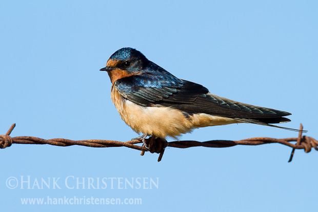 A barn swallow perches on barbed wire