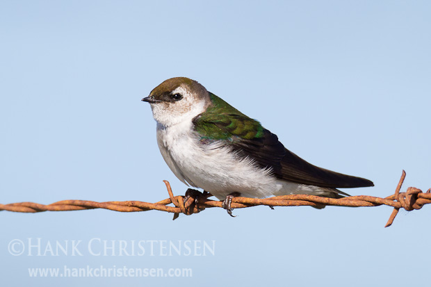 A violet-green swallow perches on barbed wire