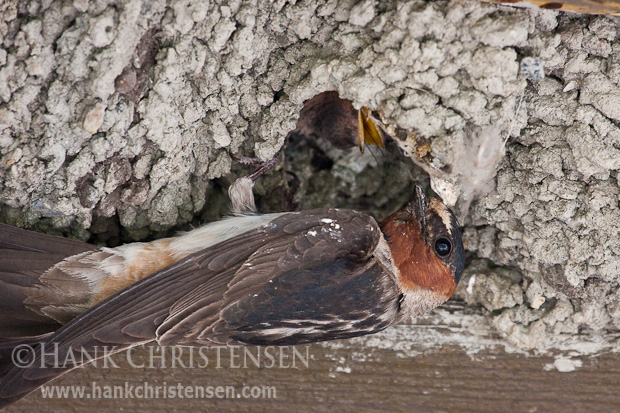 A cliff swallow hangs from a nest and feeds a hungry chick