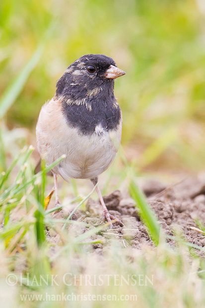 A dark-eyed junco stands at attention as he searches the ground for food