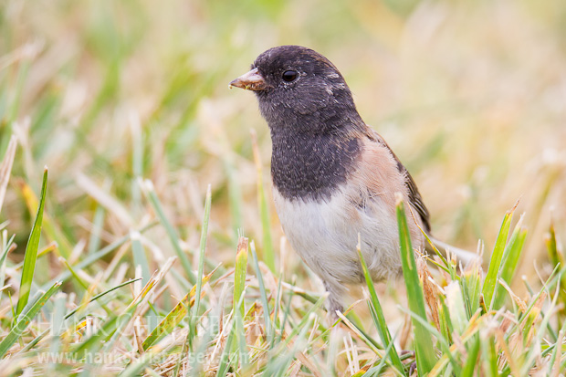 A dark-eyed junco searches for food at the edge of a field