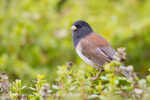 A dark-eyed junco perches on a short bush, surveying the surrounding area