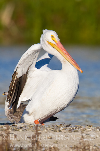 An american white pelican spreads its wings and shuffles along an island in the middle of a lake