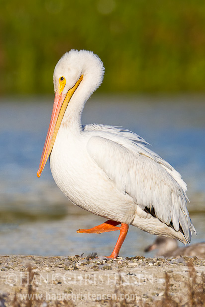 An american white pelican stands on one foot on the shore of a lake