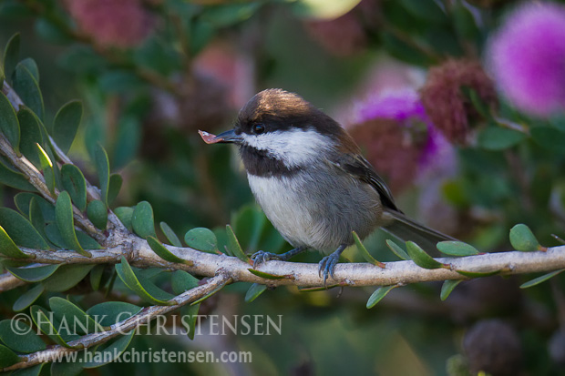 A chestnut-backed chickadee plucks a small dead leaf from its branch in order to create a better place to perch