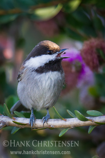 A chestnut-backed chickadee sings at the top of its lungs while perched on a bush stem