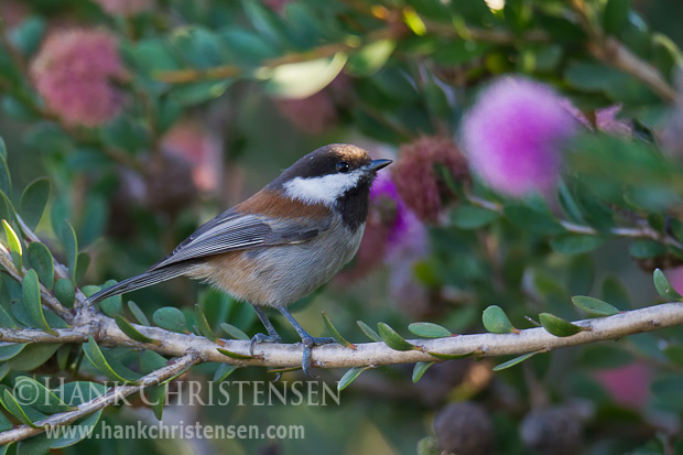 A chestnut-backed chickadee perches on a thin bush stem