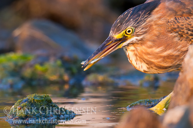 A juvenile green heron pulls a small fish out of the still water of a slough