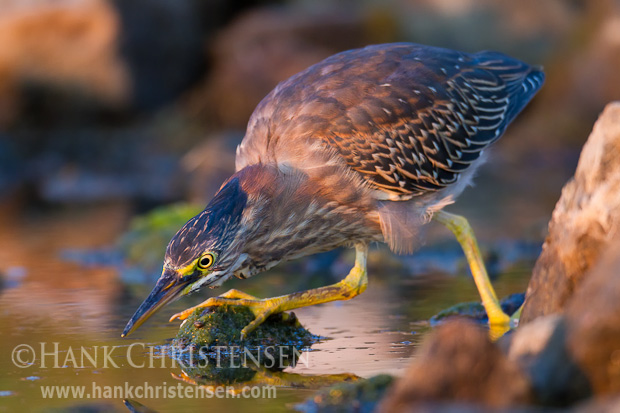 Crouching down and ready to strike, a juvenile green heron watches the surface of the water for movement