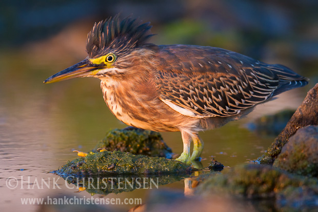 A green heron stands at the edge of a slough in the setting sun