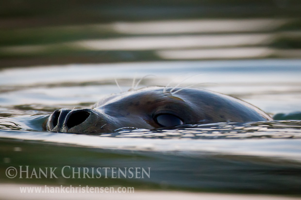 With eyes and nose just above water, a harbor seal cruises through the still waters of a slough, Redwood Shores, San Francisco Bay