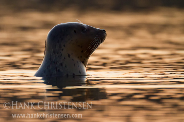A harbor seal pops its head above water as the sun sets behind it, Redwood Shores, San Francisco Bay