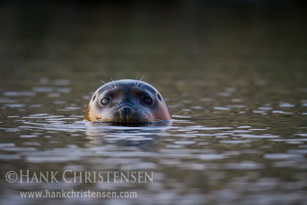A curious harbor seal emerges from the water enough to watch the shore of a small slough, Redwood Shores, San Francisco Bay