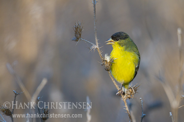 A lesser goldfinch snacks on thistle clumps, holding the food with one foot