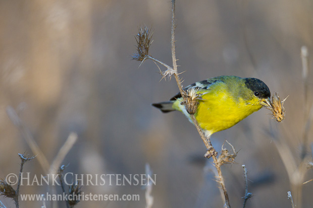 A lesser goldfinch snacks on thistle clumps, holding the food with one foot