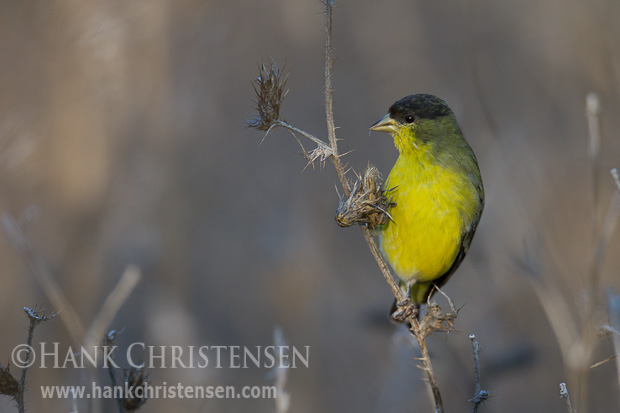 A lesser goldfinch snacks on thistle clumps, holding the food with one foot