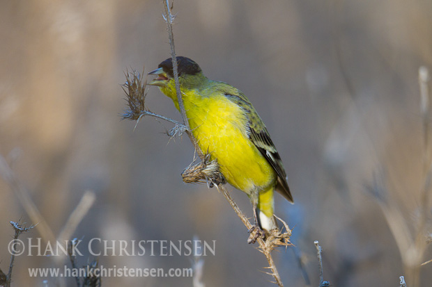 A lesser goldfinch snacks on thislte clumps, holding the food with one foot